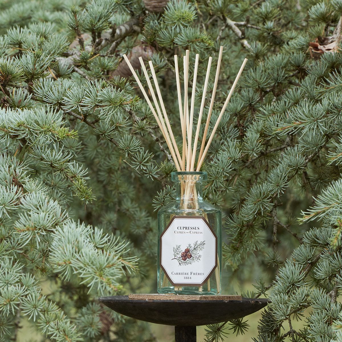 Cypress Diffuser by at The Little Dispensary Specialist Pharmacy