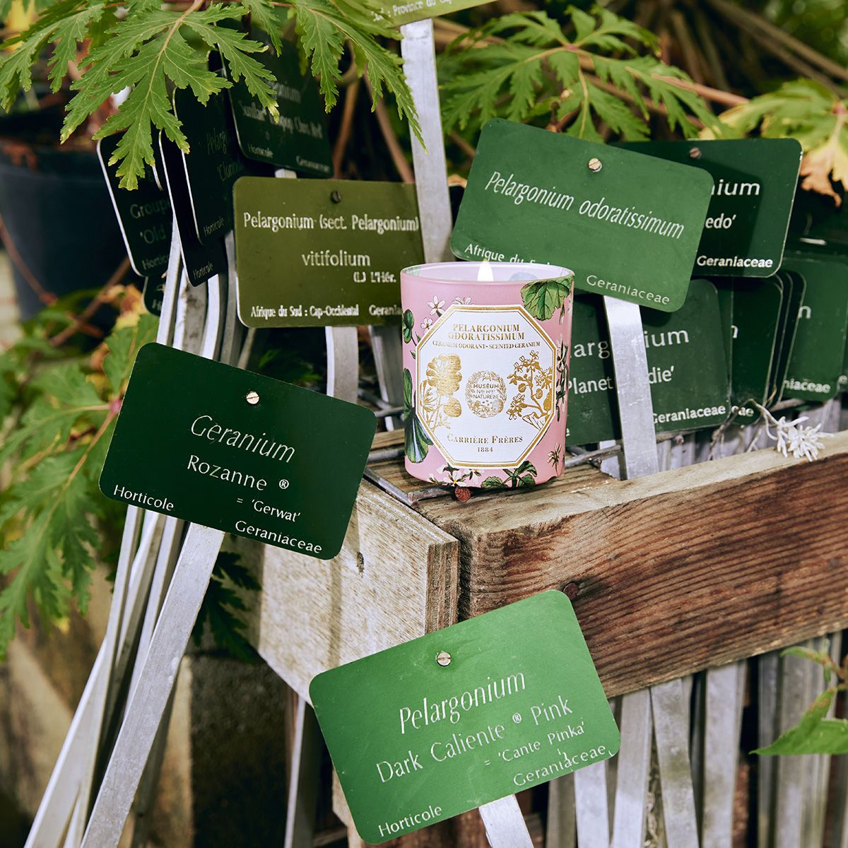 Geranium Candle by at The Little Dispensary Specialist Pharmacy