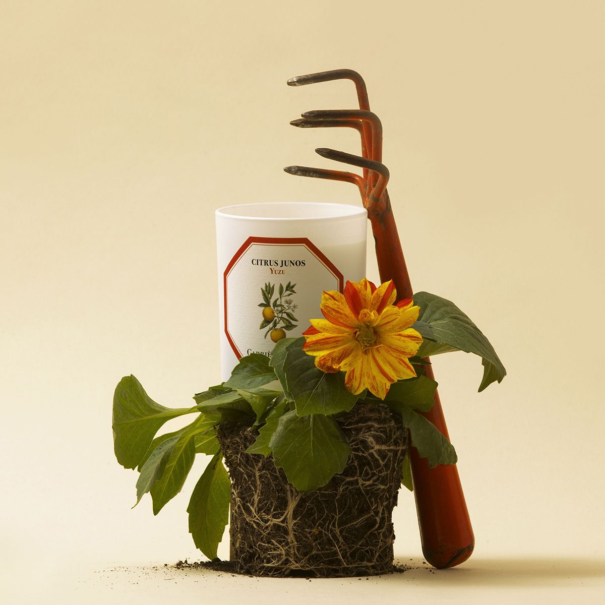 Yuzu Candle by at The Little Dispensary Specialist Pharmacy