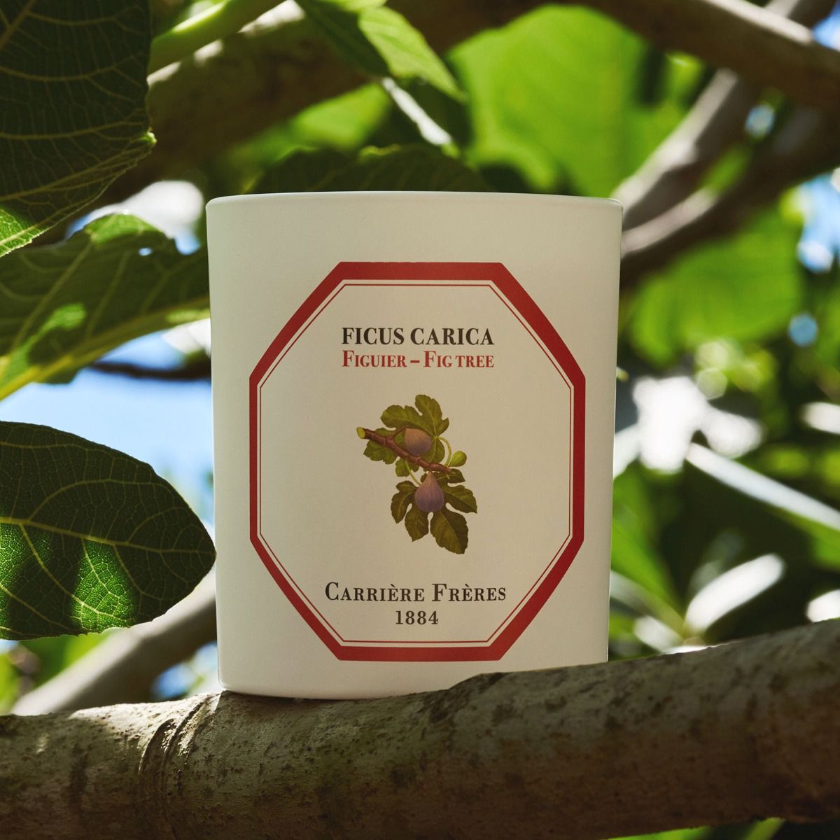 Fig Tree Candle by at The Little Dispensary Specialist Pharmacy