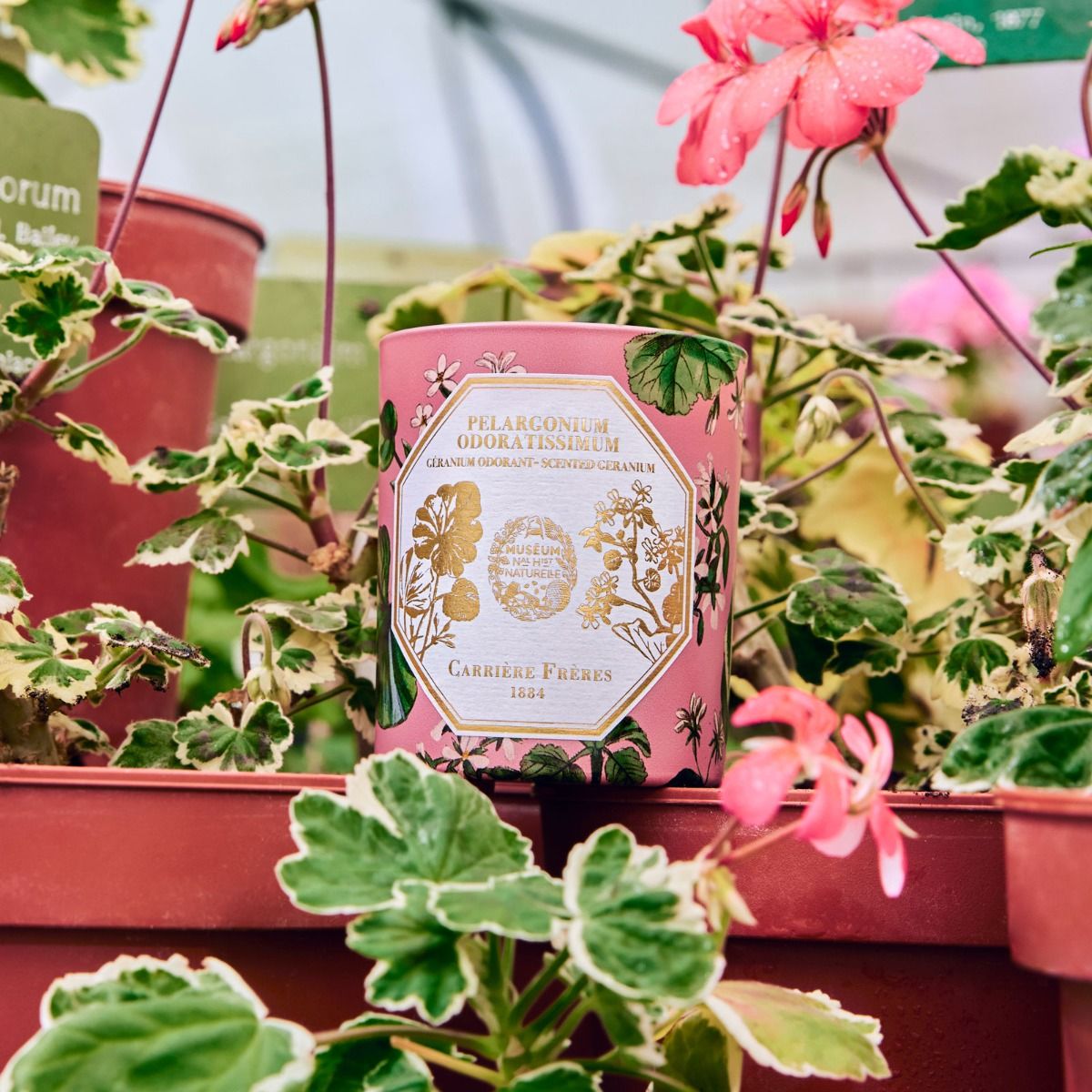 Geranium Candle by at The Little Dispensary Specialist Pharmacy