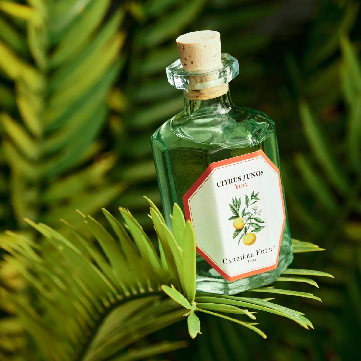 Yuzu Diffuser by at The Little Dispensary Specialist Pharmacy